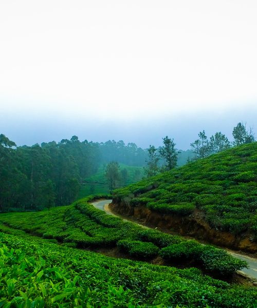 Mysore-Coorg